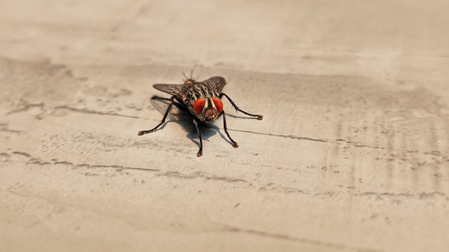 Ant Control Service