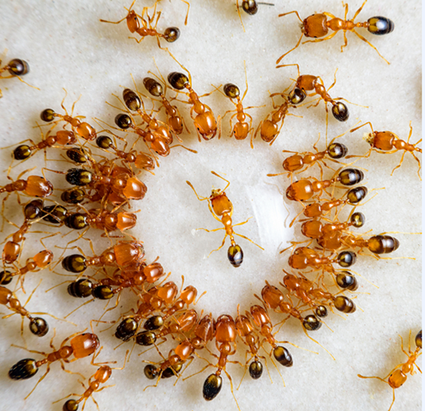 Ant Control Service