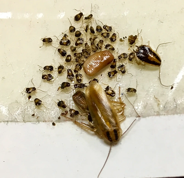 Pests treating image 2