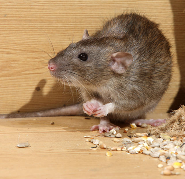 Pests treating image 3