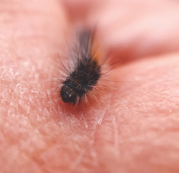Pests treating image 4