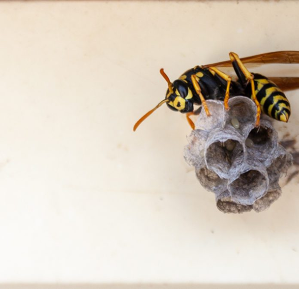 Pests treating image 5