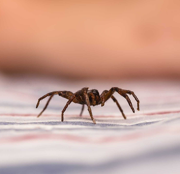 Pests treating image 6