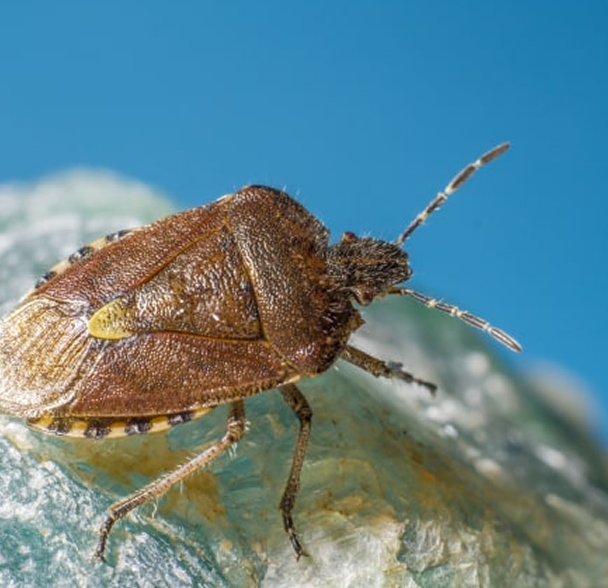 Pests treating image 7
