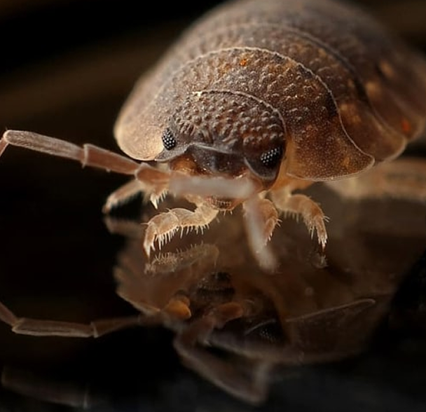Pests treating image 8