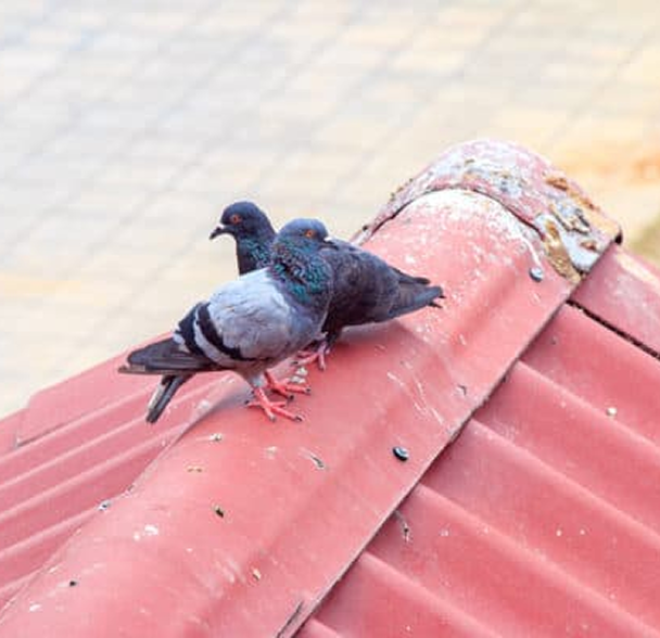 Pests treating image 9