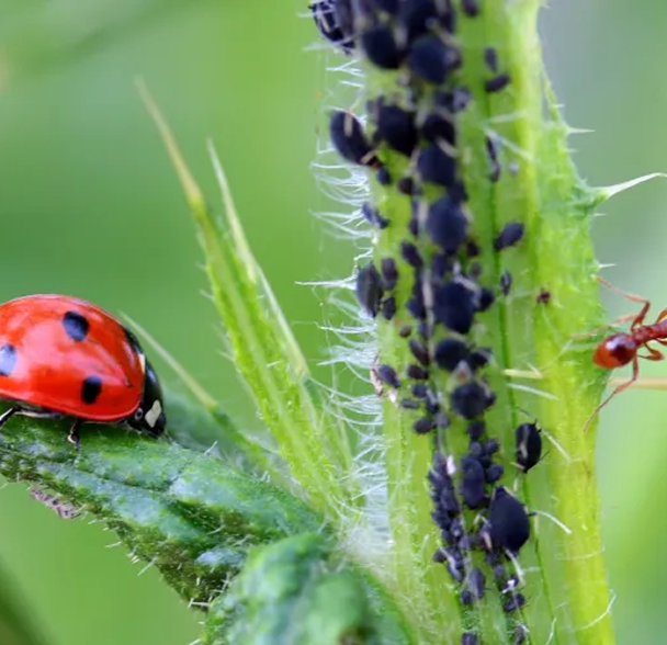 Pests treating image 10